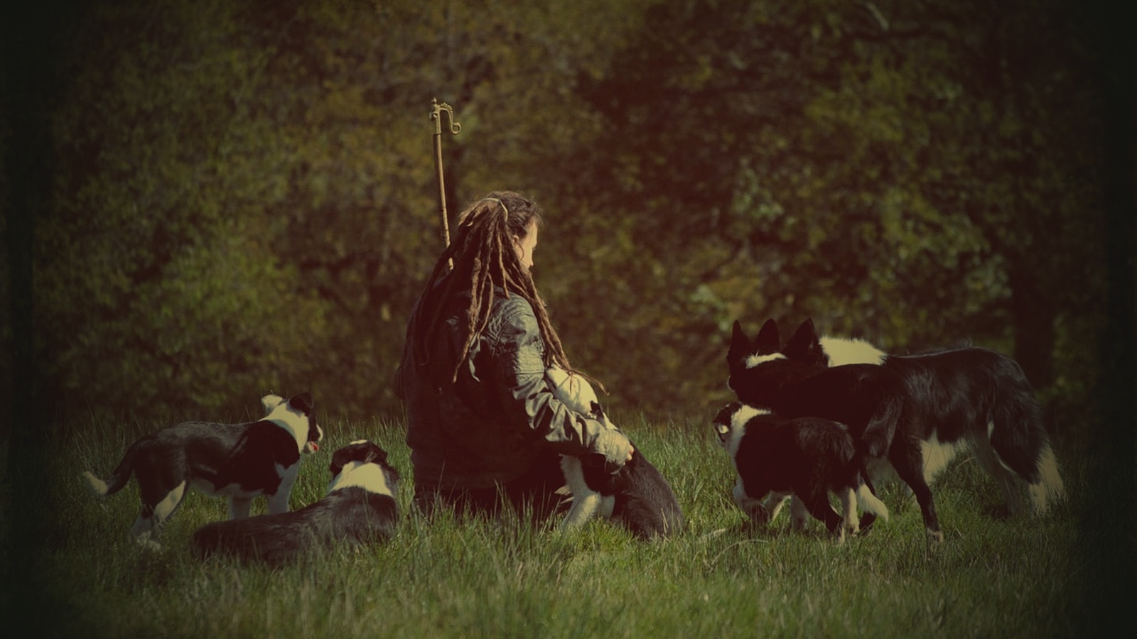 Working with border collies in the field